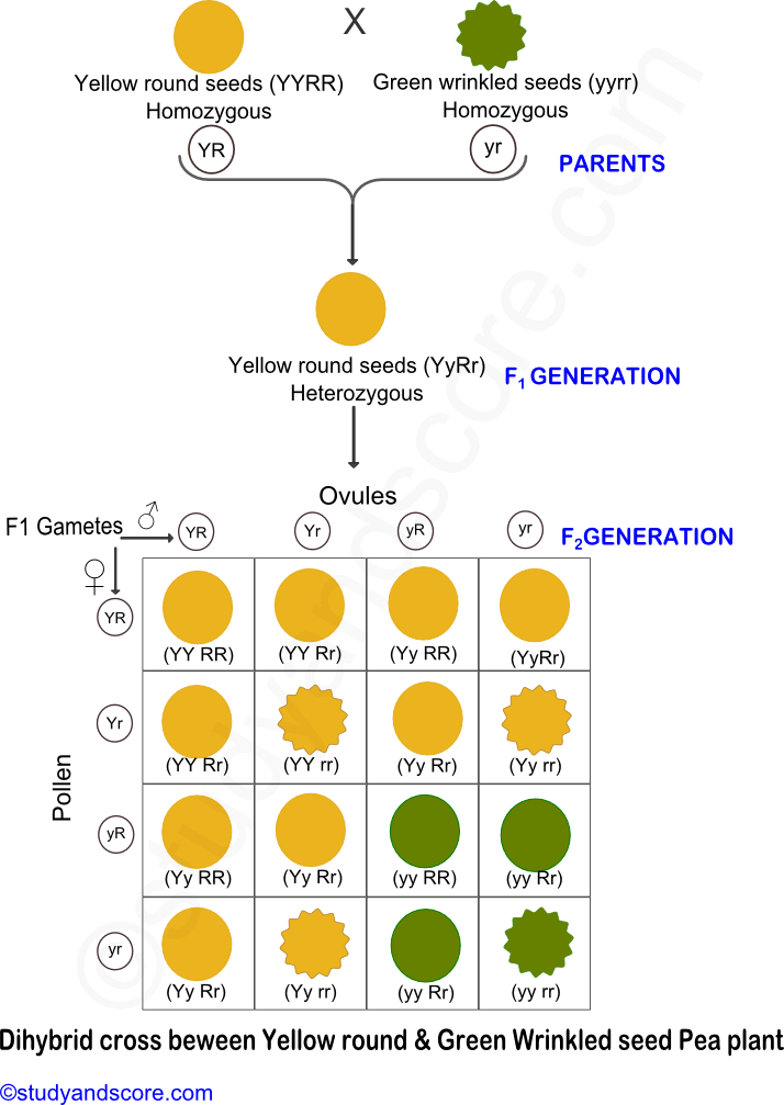 mendel and his work, mendel's seven traits, flower color, flower position, seed shape, seed color, stem heigh, pod shape, pod color, dihybrid cross, m